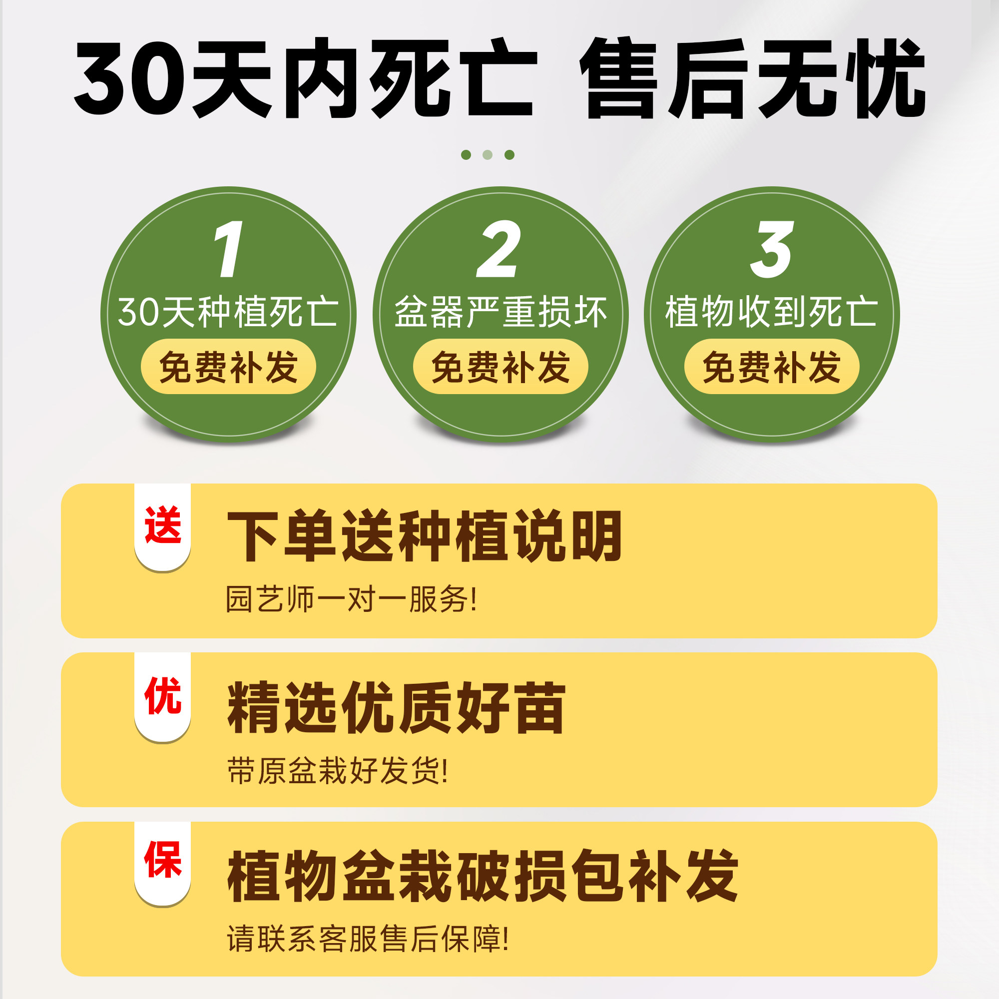 散尾葵植物盆栽客厅大型绿植室内落地办公室大号凤尾竹天堂鸟好养,淘宝优惠券,粉丝福利购,淘宝优惠卷