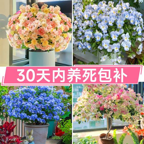 适合冬天养的花种的花冬天不怕冻的花室外四季绿植开花卉耐寒耐冻 - 图1