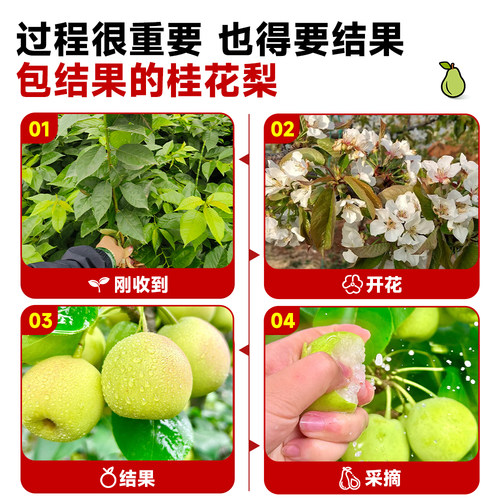 桂花梨树果苗嫁接苗苹果秋月梨当年结果南北方庭院种植盆栽果树沙 - 图3