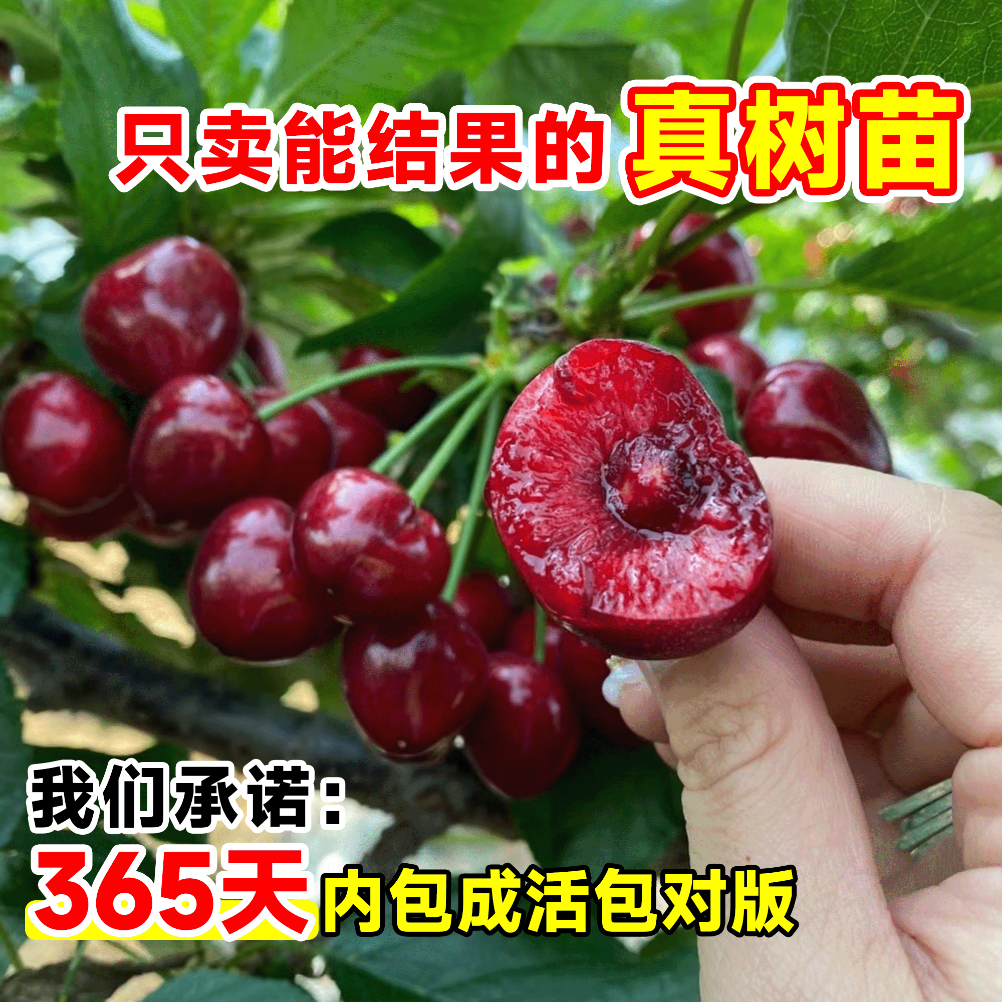 车厘子树苗正宗樱桃树苗矮化特大嫁接果树庭院名贵南北方种植盆栽,淘宝优惠券,粉丝福利购,淘宝优惠卷