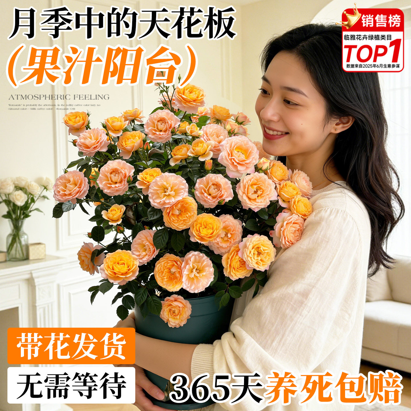 果汁阳台月季盆栽四季开花苗特大花带花苞盆栽多头玫瑰花苗棒棒糖,淘宝优惠券,粉丝福利购,淘宝优惠卷