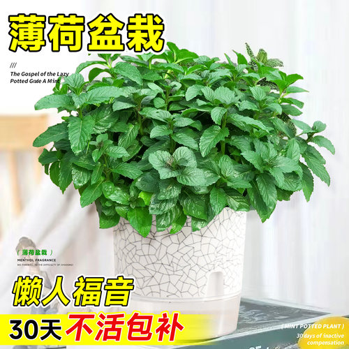 可食用薄荷盆栽绿植物特大号留兰香驱蚊驱虫食品级迷迭香室内好养 - 图1