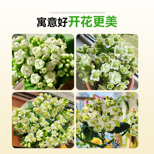 长寿花盆栽四季重瓣大花花苗开花绿巴黎金狐狸室内花卉老桩绿植物 - 图3