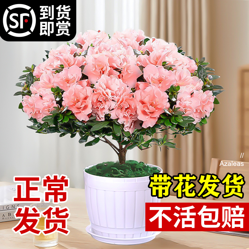 杜鹃花盆栽花卉植物室内阳台四季开花鲜花带花苞树苗绿植好养易活