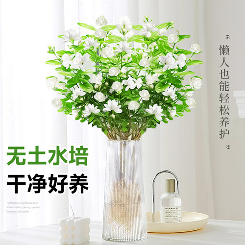 茉莉花水培植物盆栽带花苞办公室内桌面好养懒人鲜花绿植水养花卉 - 图0
