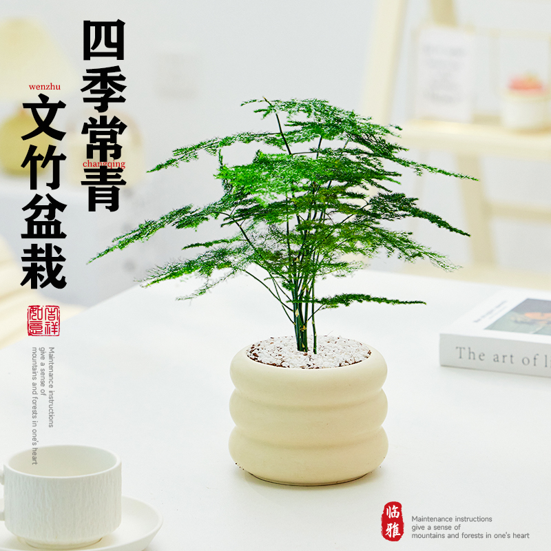 文竹盆栽室内植物竹子盆景四季常青好养活办公室桌面小绿植禄植物 - 图1