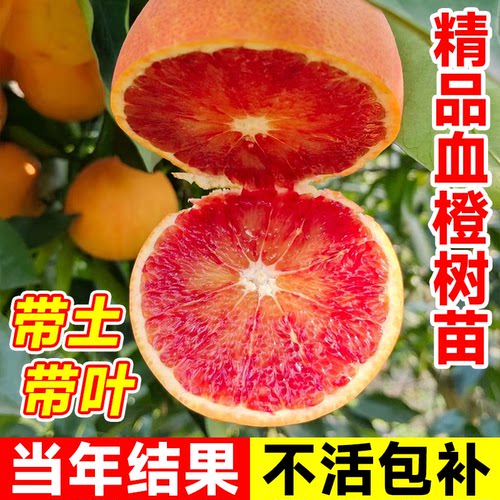 血橙果苗橙子树苗赣南脐橙冰糖果冻橙当年结果嫁接果树南北方种植 - 图0
