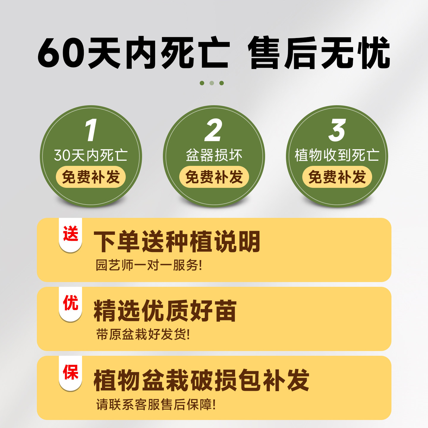摇钱树盆栽金钱榕办公室大型发财树乔迁之喜室内客厅绿植招财榕树,淘宝优惠券,粉丝福利购,淘宝优惠卷
