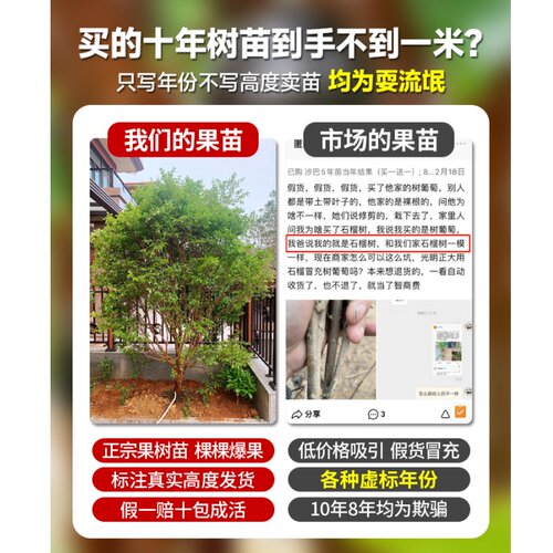 四季嘉宝果树果苗沙巴艾斯卡树葡萄苗果树庭院名贵南北方种植盆栽 - 图1