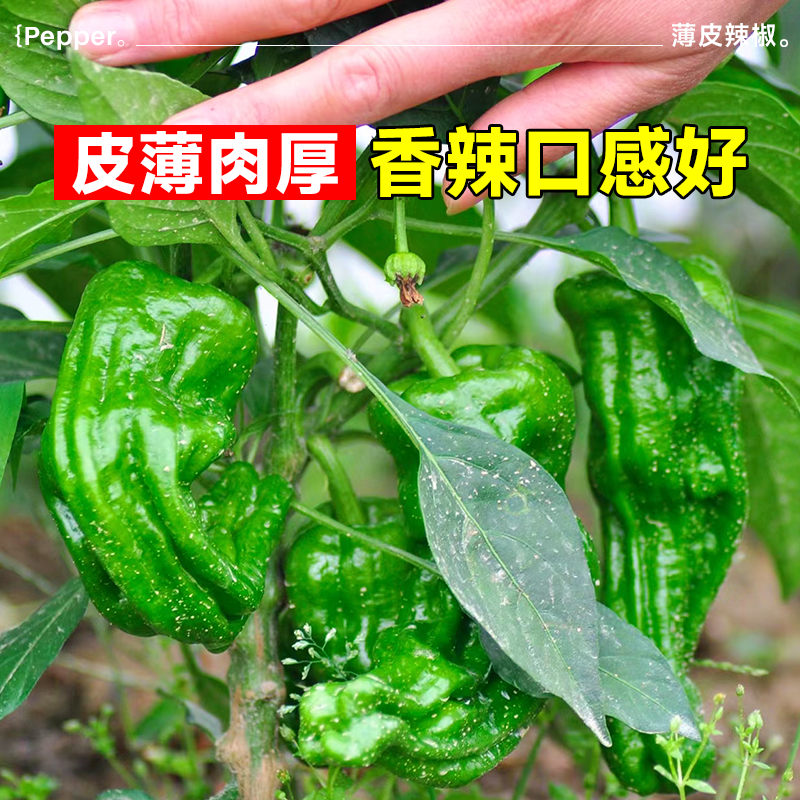 薄皮辣椒种子耐热高产春季种青椒肉椒螺丝椒辣椒种籽孑蔬菜苗秧苗,淘宝优惠券,粉丝福利购,淘宝优惠卷