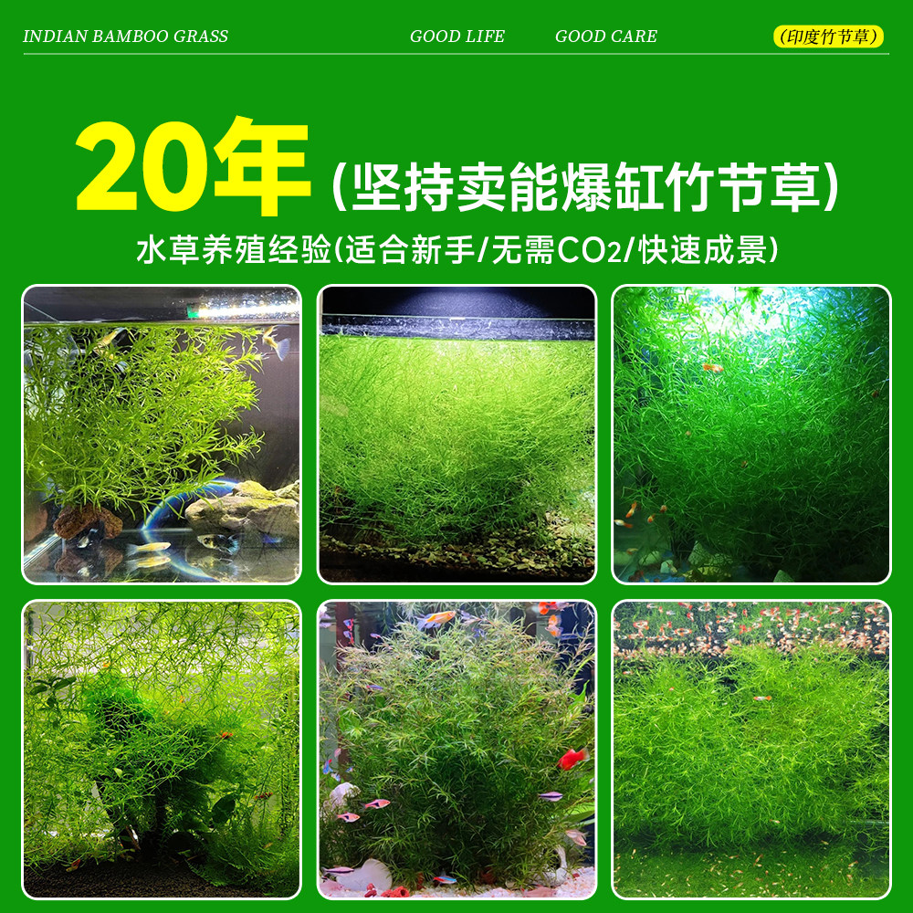 印度小竹节竹节草真水草水族箱鱼缸造景观赏新手懒人阴性水草繁殖,淘宝优惠券,粉丝福利购,淘宝优惠卷