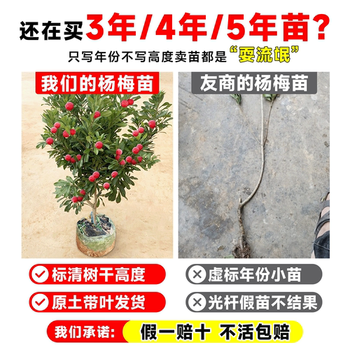 仙居东魁杨梅树树苗南方嫁接水果树果苗正宗早熟特大东槐当年结果 - 图0