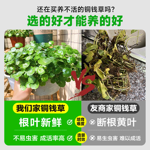 铜钱草水培植物大叶金钱草籽客厅绿植室内盆栽办公室花卉四季好养 - 图0