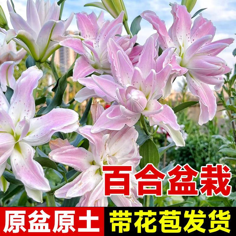 百合花盆栽带花苞花卉植物室内阳台香水百合树苗种球四季开花好养