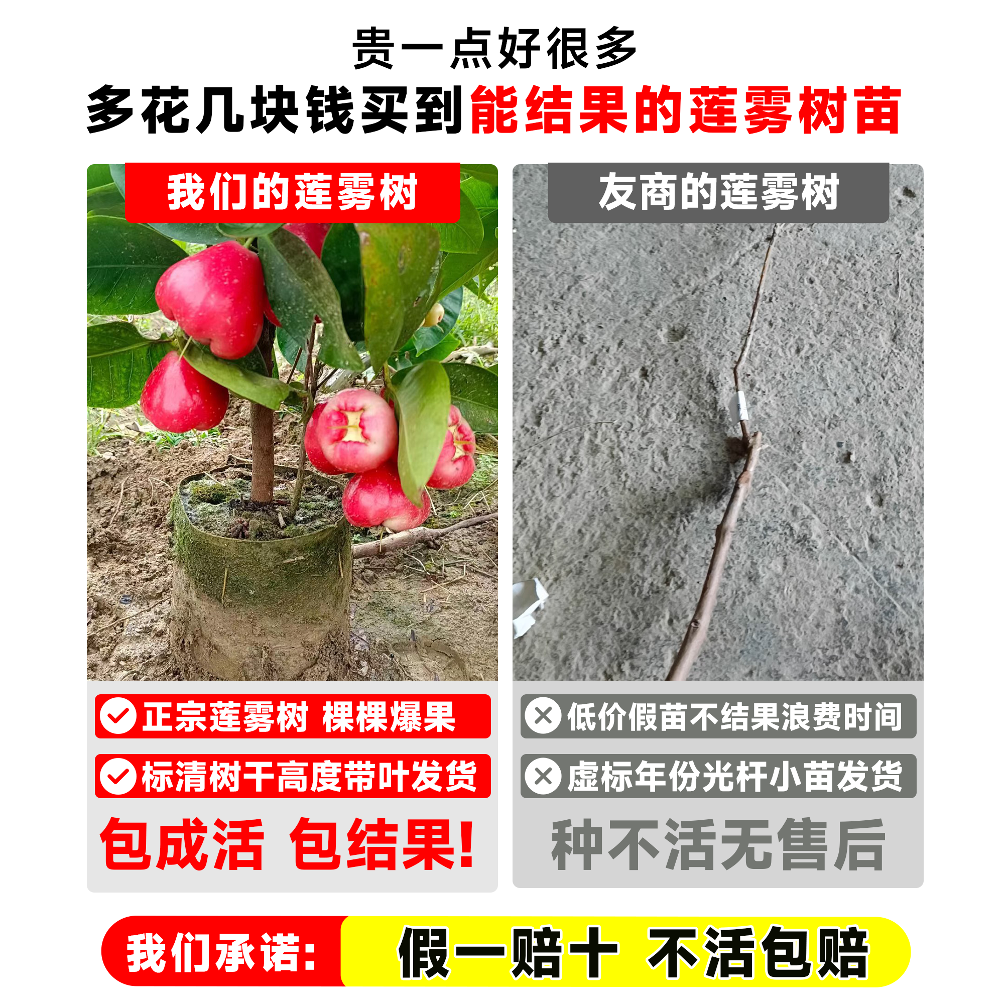 黑金刚莲雾树苗黑糖芭比台湾嫁接四季新品种南方果树庭院地栽带叶-图0