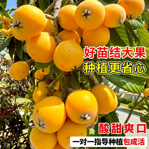 大五星枇杷苗树无核琵琶果树苗嫁接苗盆栽南方水果树果苗大果种植 - 图2