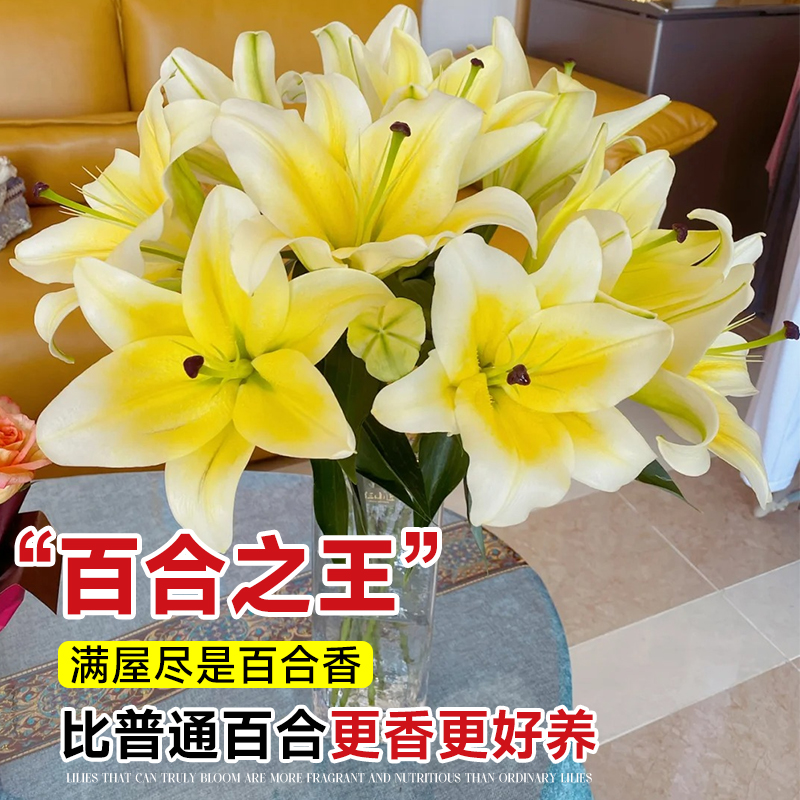 黄天霸百合花黄色香水百合鲜花多头云南基地直发家用插瓶水养花卉