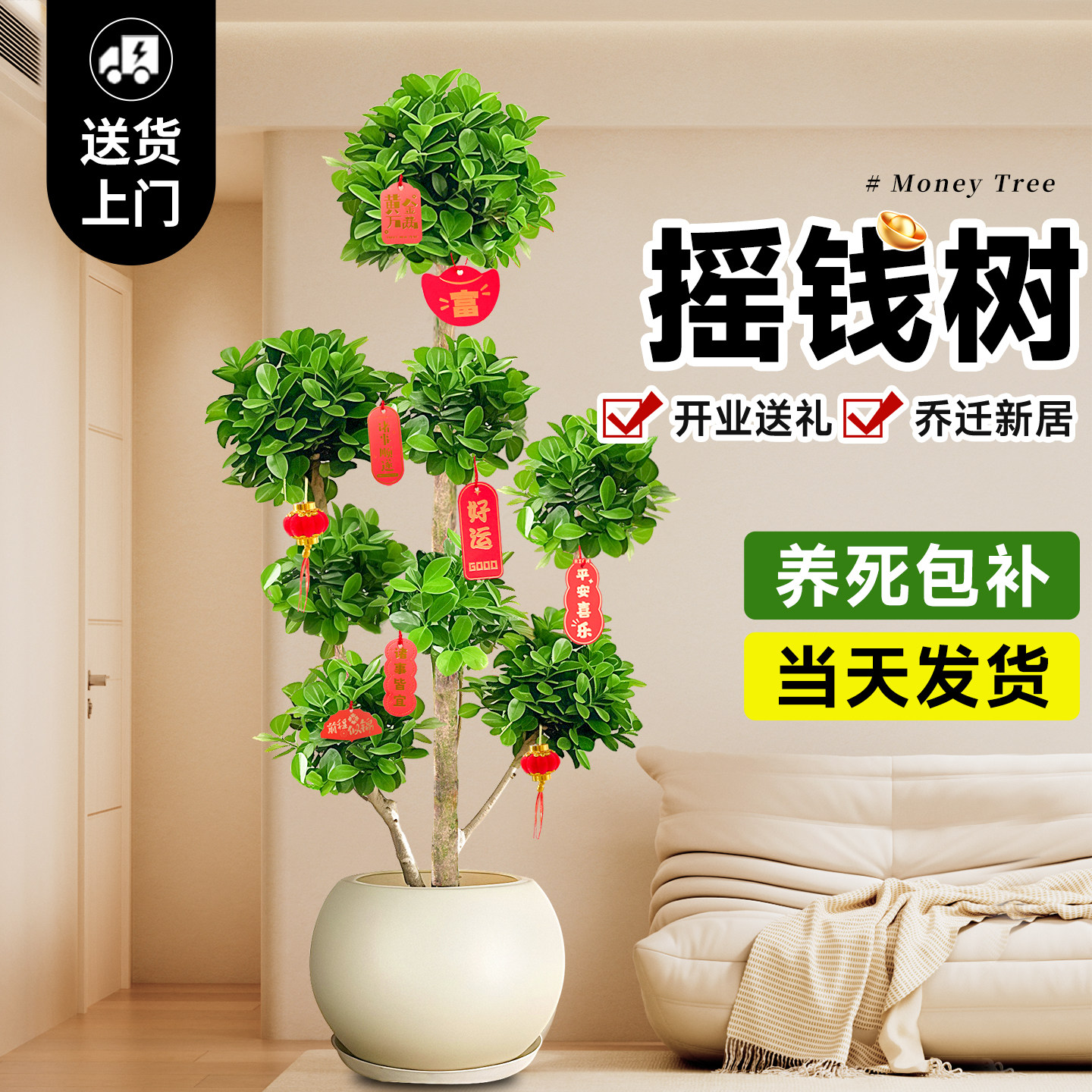 摇钱树盆栽金钱榕办公室大型发财树乔迁之喜室内客厅绿植招财榕树,淘宝优惠券,粉丝福利购,淘宝优惠卷