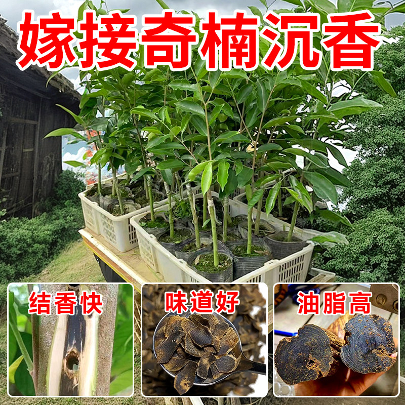 正宗奇楠海南沉香树苗盆栽金丝楠木小叶紫檀庭院十大名贵树苗大全,淘宝优惠券,粉丝福利购,淘宝优惠卷