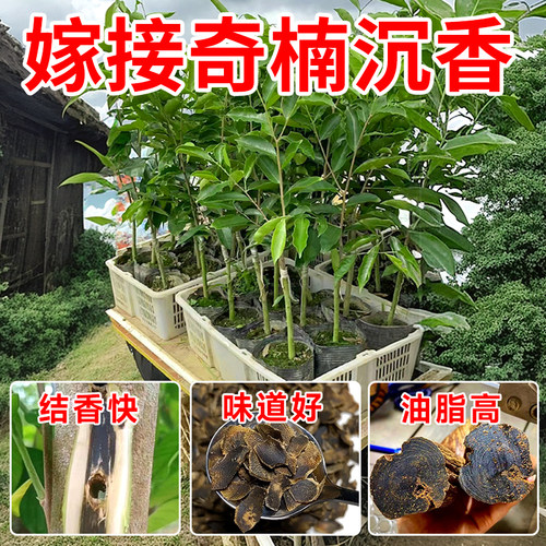 正宗奇楠海南沉香树苗盆栽金丝楠木小叶紫檀庭院十大名贵树苗大全 - 图1