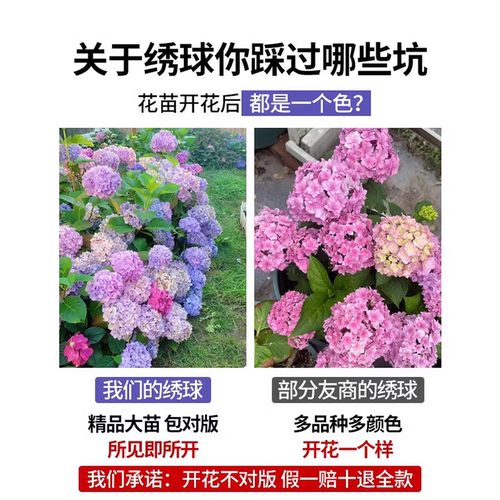 绣球花苗盆栽无尽夏圆锥带花大苗室内庭院耐晒老桩四季植物开花卉 - 图0