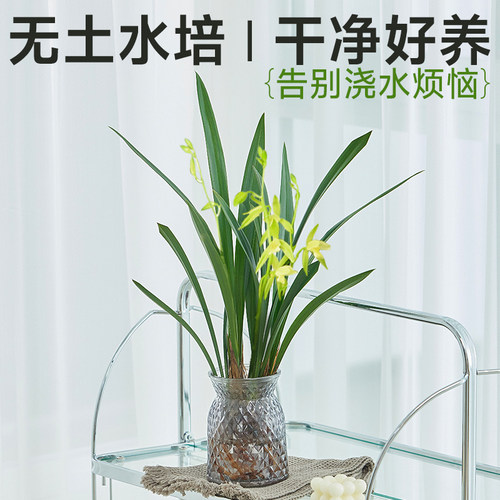水培兰花墨兰盆栽带花苞客厅室内桌面浓香型水养绿植物建兰小苍兰 - 图0