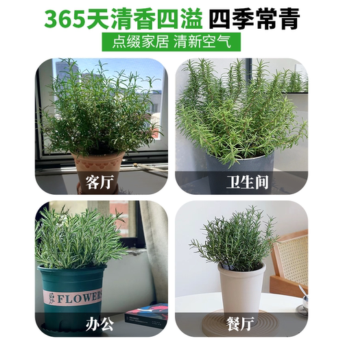 迷迭香盆栽驱蚊植物克星牛排黄油可食用香草棒棒糖大苗室内绿植物 - 图2
