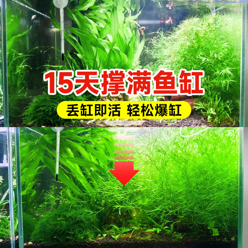 印度小竹节竹节草真水草水族箱鱼缸造景观赏新手懒人阴性水草繁殖,淘宝优惠券,粉丝福利购,淘宝优惠卷