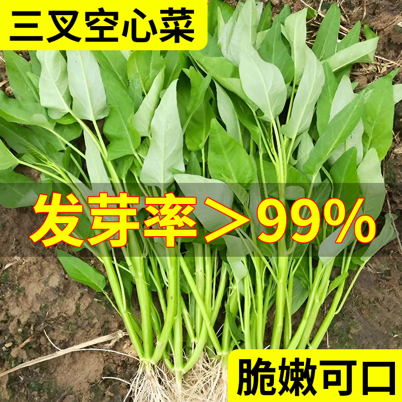 三叉空心菜种籽四季水培蔬菜种子大全阳台种植竹叶菜苗荠菜种籽孑 - 图0