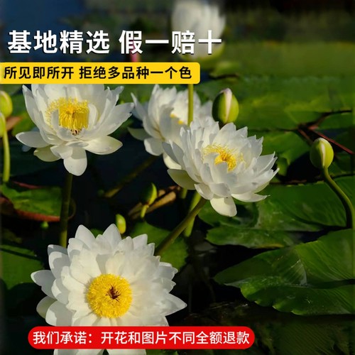 睡莲水培植物带花苞四季开花根块池塘水养花卉盆栽碗莲花根茎带芽 - 图3