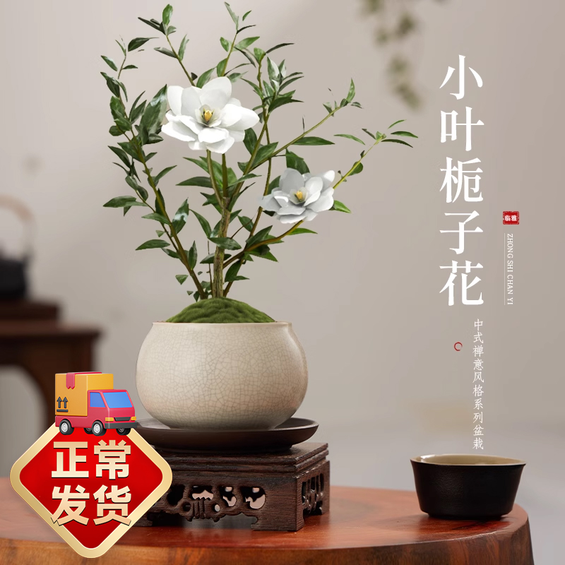 小叶栀子花盆栽中式盆景植物室内好养办公室桌面盆栽带花苞小绿植 - 图0