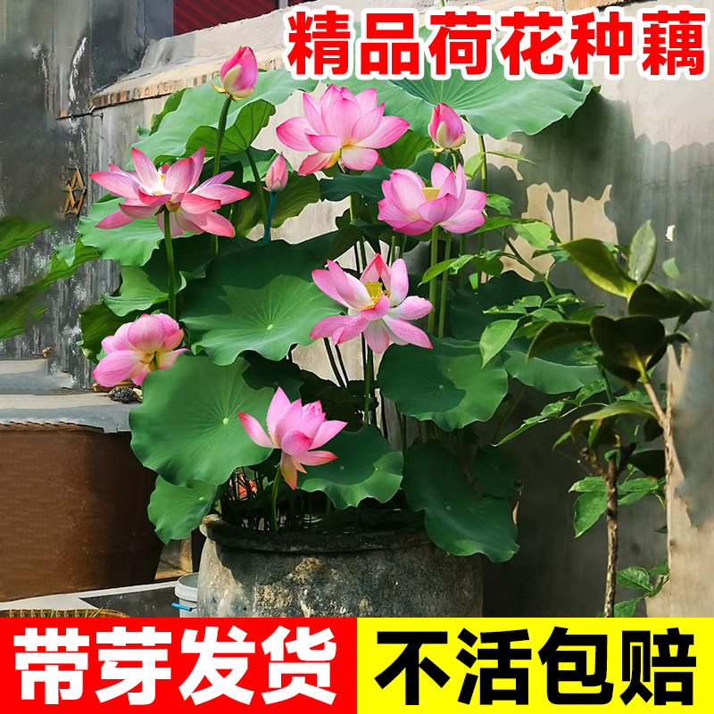 观赏荷花藕种盆栽水养莲花缸栽莲藕苗鱼池塘水生植物花卉碗莲睡莲 - 图0