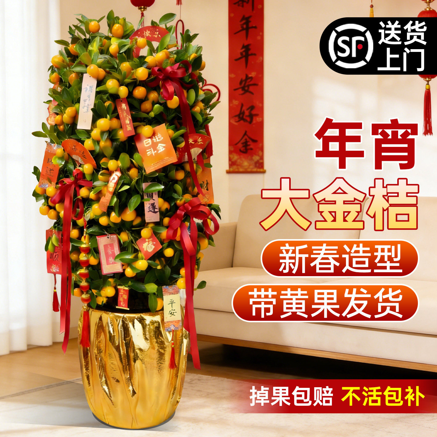 金桔树盆栽带果客厅绿植室内大型植物桔子橘子树苗花卉年桔桔树,淘宝优惠券,粉丝福利购,淘宝优惠卷