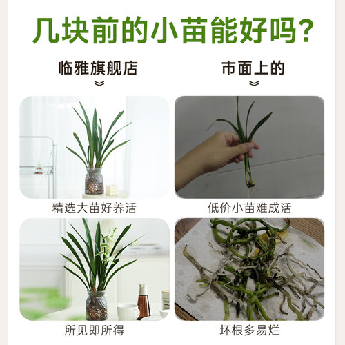 水培兰花墨兰盆栽带花苞客厅室内桌面浓香型水养绿植物建兰小苍兰 - 图1