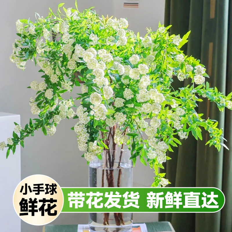 小手球鲜花鲜切花重瓣水培插花客厅阳台云南基地直发带花苞花卉 - 图2