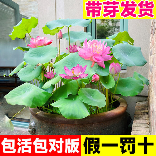 荷花盆栽水养藕种藕苗莲花缸栽莲藕苗鱼池塘水生植物花卉观赏睡莲 - 图1