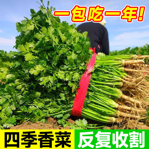 四季香菜籽种苗秋冬香菜盆栽大小叶芫荽种子阳台老品种香草菜种籽-图0