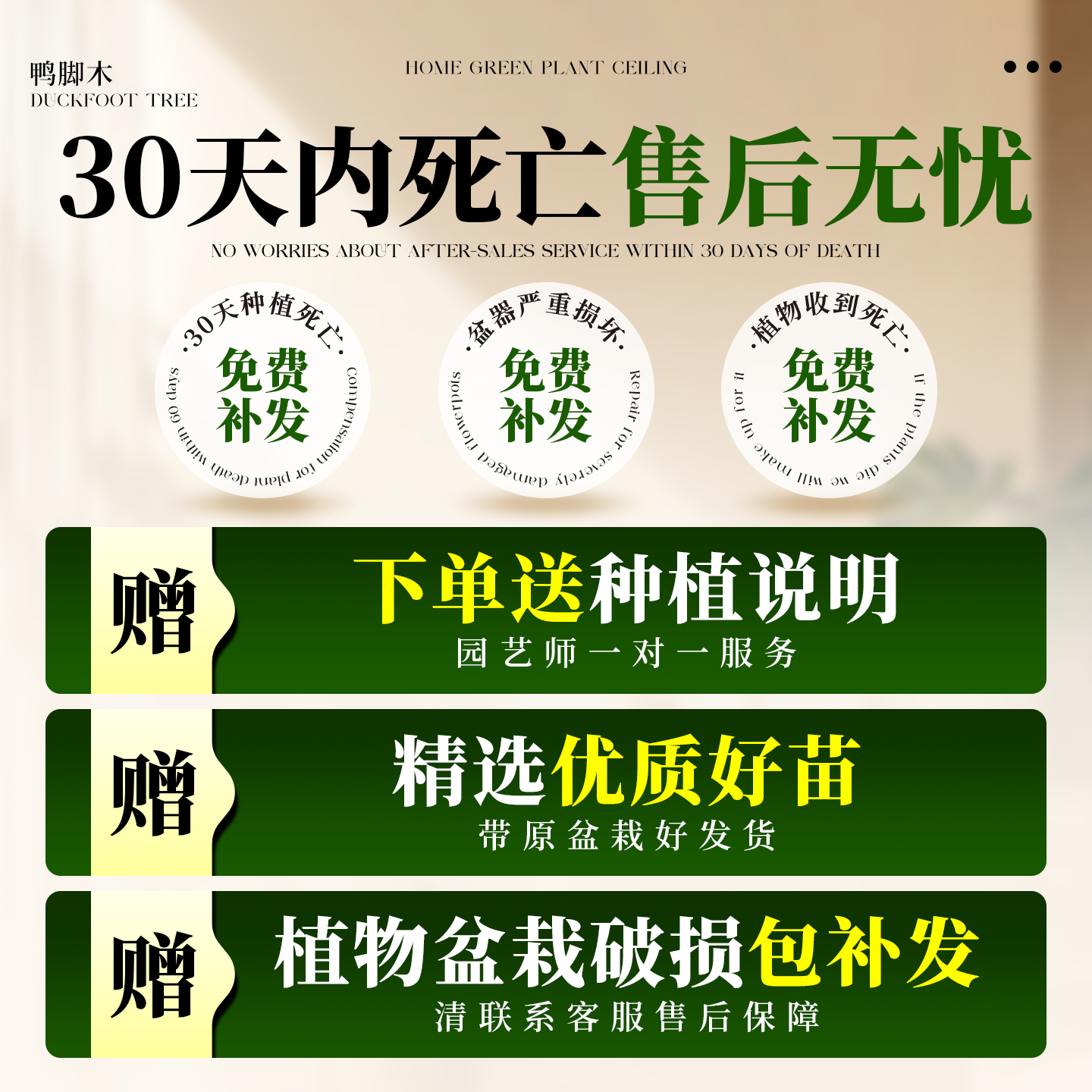 鸭脚木飘枝造型高级感绿植室内办公室客厅大盆栽落地鹅掌柴鸭掌木,淘宝优惠券,粉丝福利购,淘宝优惠卷