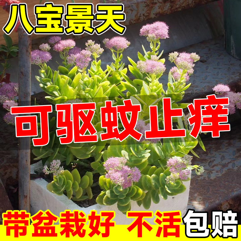 八宝景天盆栽花苗室内驱蚊植物四季好养活止痒可食用牛至香草绿植-图1