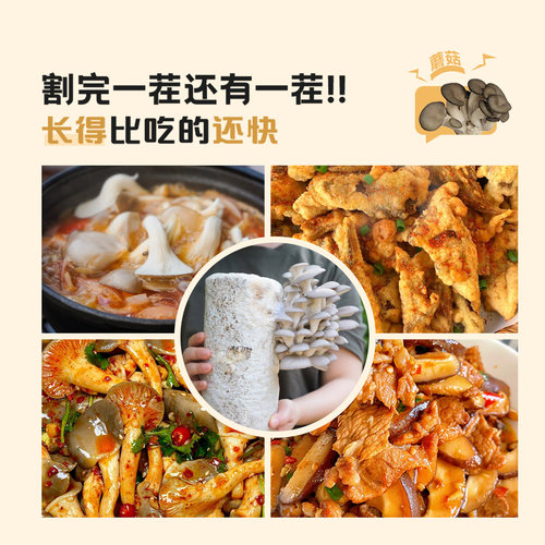 蘑菇种植包可食用黑平菇种植菌包香菇菌种家庭自种新鲜菌棒盆栽 - 图3
