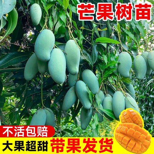 四季芒果苗树贵妃芒果树果苗南北方种植庭院耐寒嫁接枝条水果树苗 - 图1