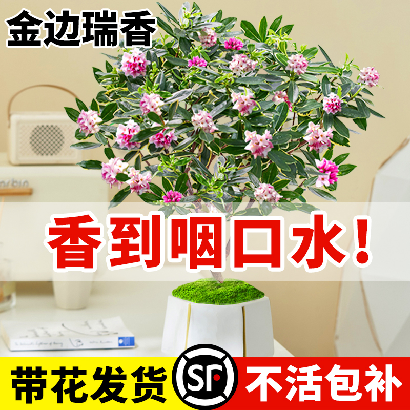 金边瑞香盆栽浓香型带花苞大苗老桩花卉室内植物花客厅四季耐寒绿