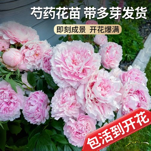 芍药花苗重瓣带芽大苗鲜花四季开花卉阳台庭院牡丹花种根盆栽植物 - 图0