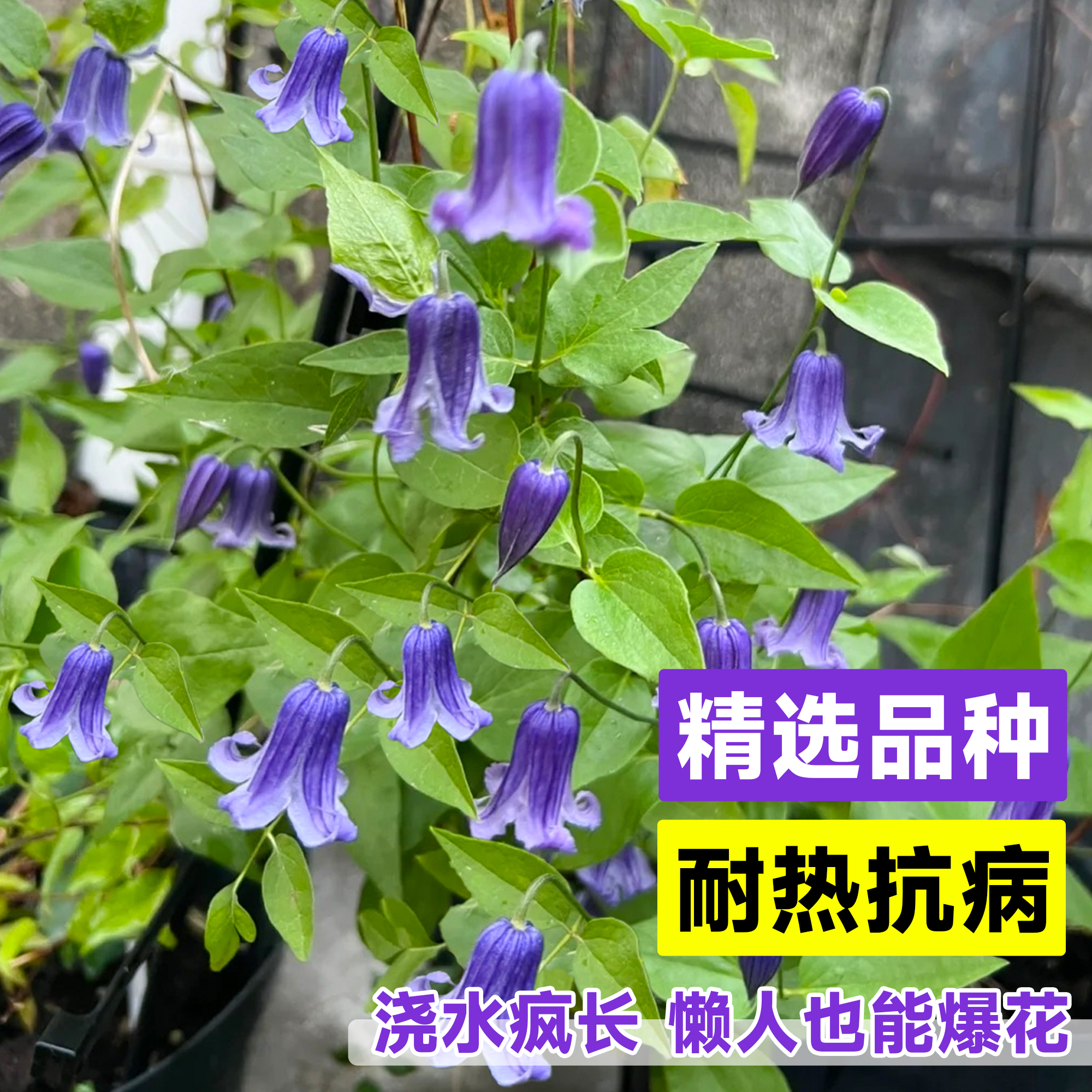 如古铁线莲鲜花小苗紫铃铛乌托邦爬藤植物庭院花卉绿植盆栽四季开-图0