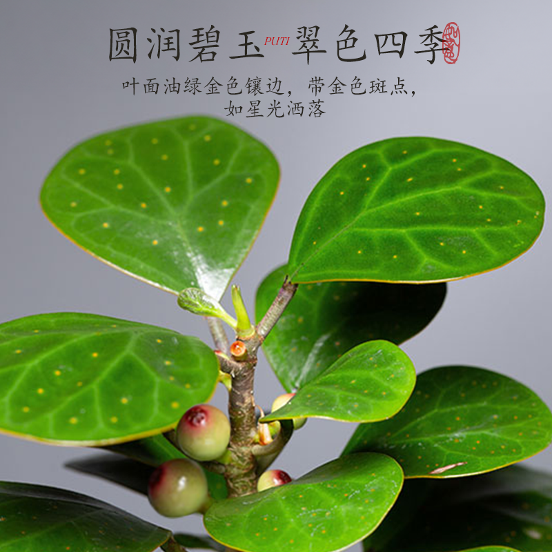 禅意小盼菩提树盆栽植物室内桌面四季客厅观叶办公室绿植好养盆景,淘宝优惠券,粉丝福利购,淘宝优惠卷