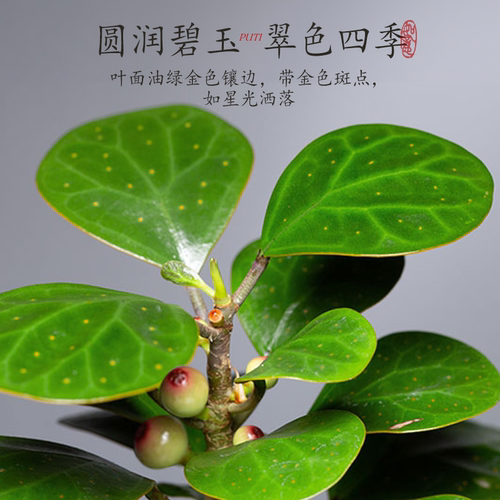 禅意小盼菩提树盆栽植物室内桌面四季客厅观叶办公室绿植好养盆景 - 图2