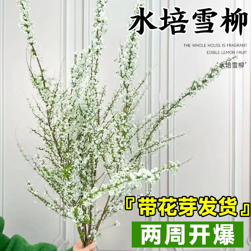 雪柳鲜枝水养干枝马醉木龙柳室内好养吊钟绿植水培带芽鲜花卉植物-图2