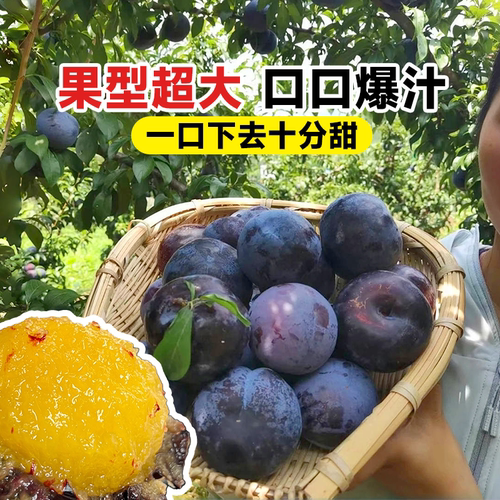 黑布林李子树苗果树果苗阳台庭院南方北方种植蜂糖李子新品种三华 - 图3