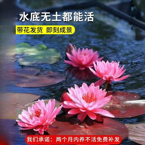 睡莲水培植物带花苞四季开花根块池塘水养花卉盆栽碗莲花根茎带芽 - 图2
