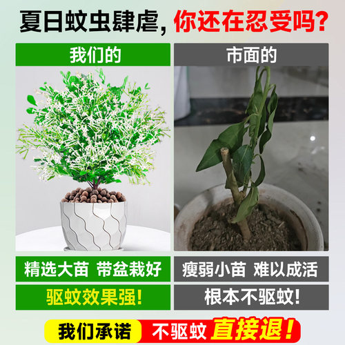 夜来香盆栽花树苗带花苞驱蚊绿植室内阳台四季花卉开花植物好养活 - 图0